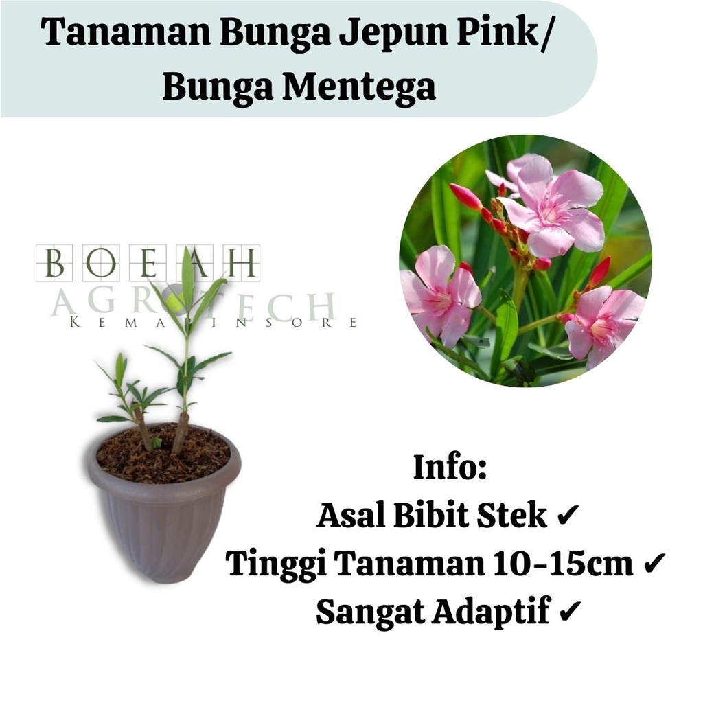 Bibit Tanaman Hias Bunga Jepun Pink/Oleander/Oleandra/Bunga Mentega