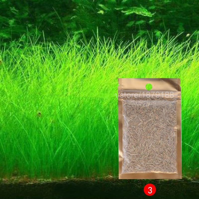 Bibit Rumput Air Dekorasi Aquarium Landscape Ornament - Big Fescue