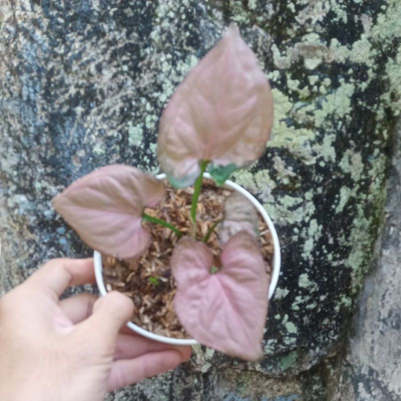 syngonium pink robusta