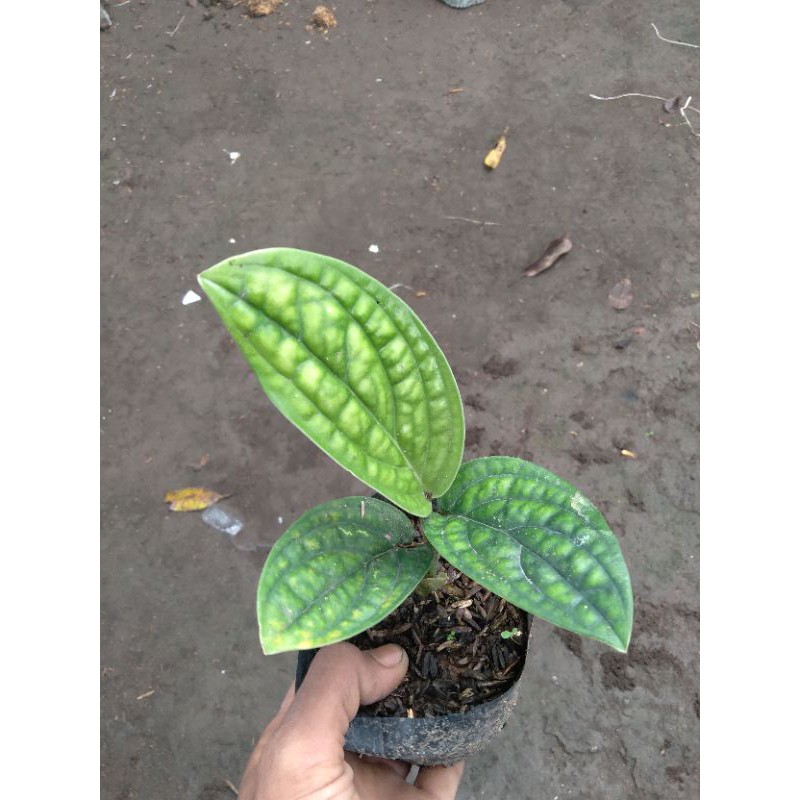 PROMO SIRIH BADAK