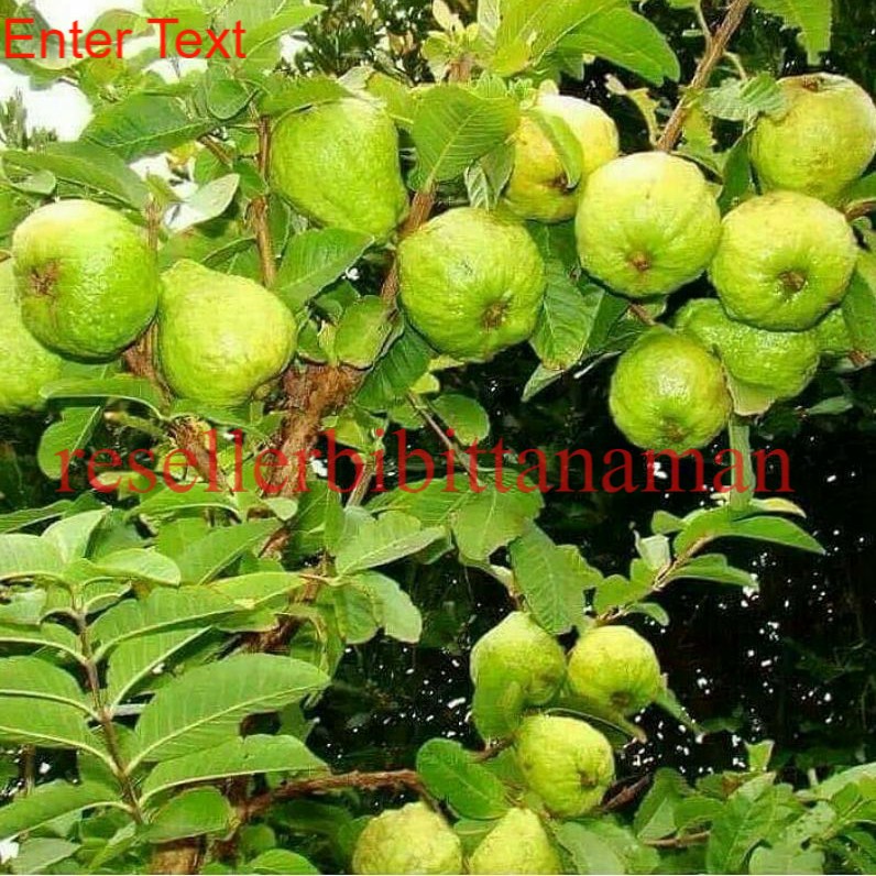 paket isi 3 bibit(kristal berbunga, juwet putih,apel)