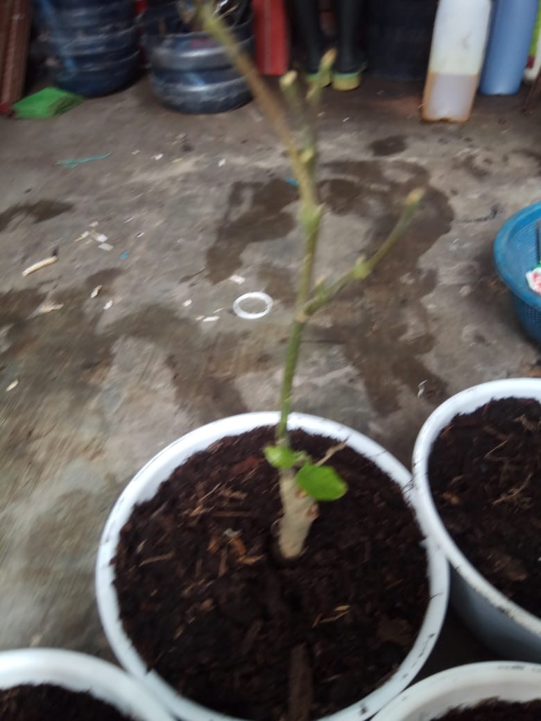 Tanaman Hias Bunga Kenanga Murah