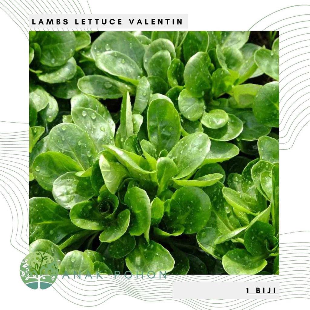 Benih Bibit Biji - Salad Leaves Lambs Lettuce Valentin (Valerianella locusta) Seeds - IMPORT