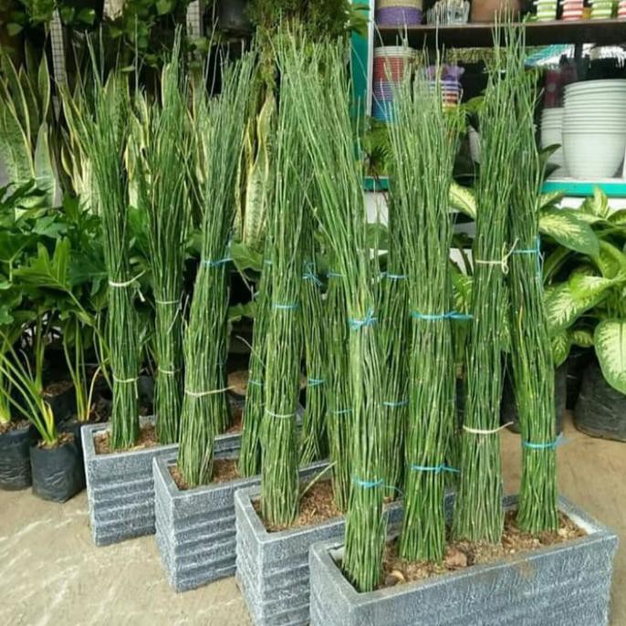 Paket hemat Bambu air pot coran dan media tanam