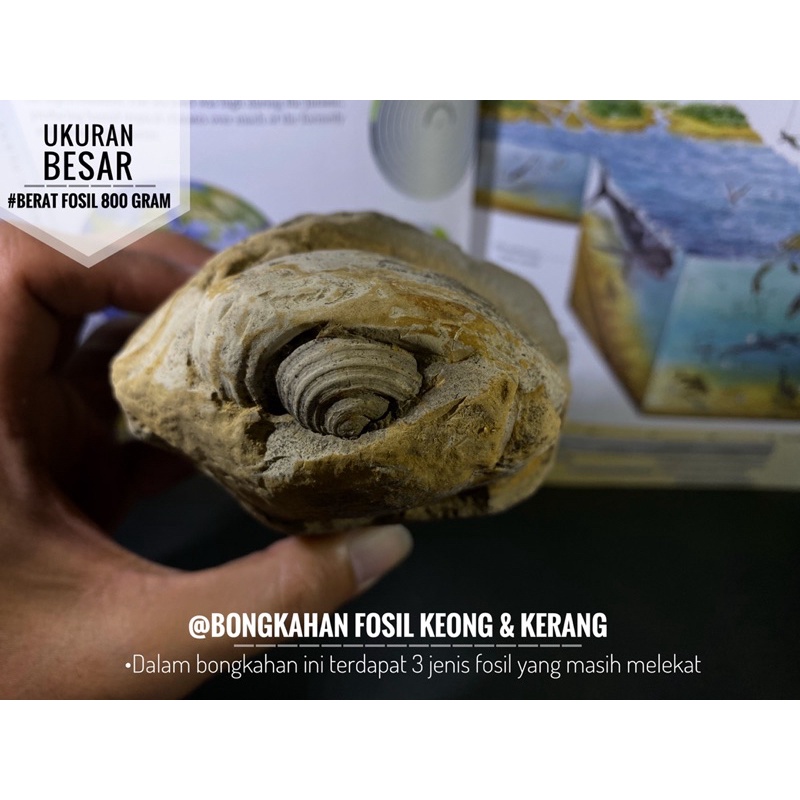 Bongkahan Fosil Keong Dan Kerang B96 atau Fosil Gastropoda Natural atau Fosil Hewan Purba atau Fosil