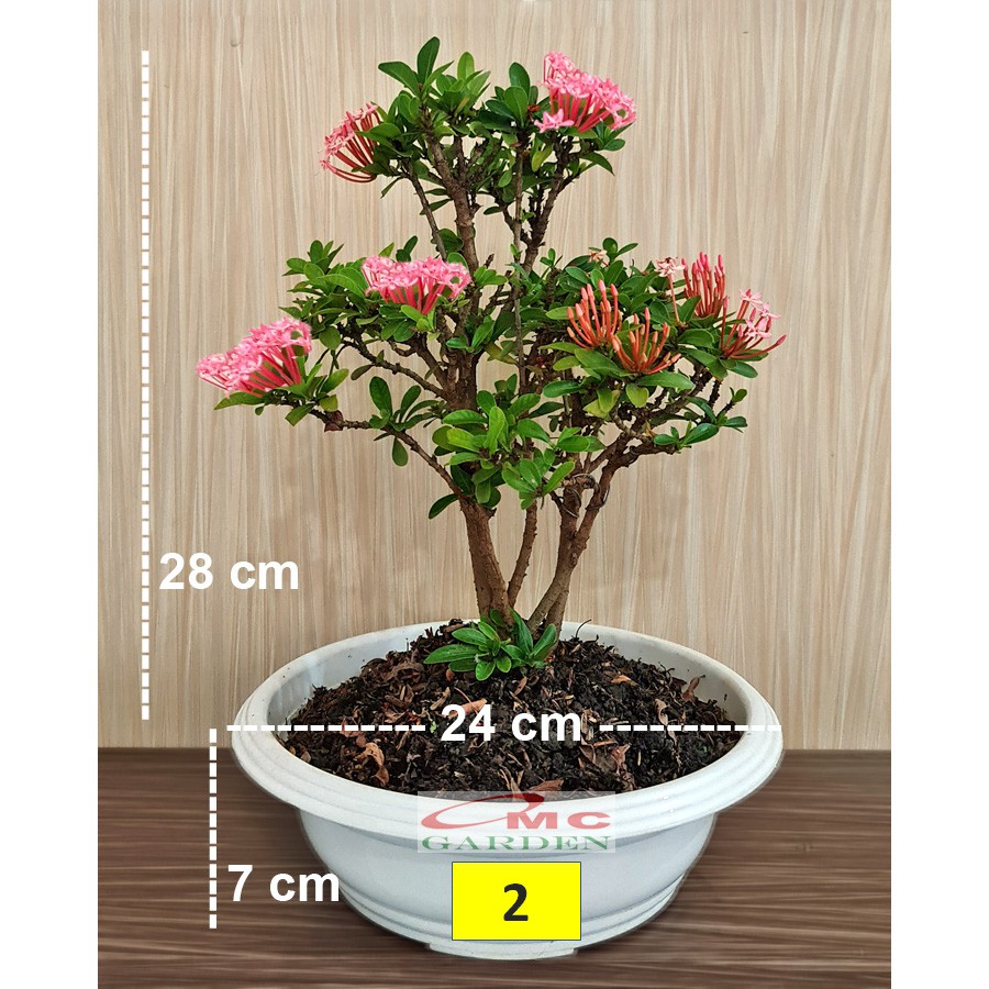 Tanaman Hias Bonsai Bonsae Mame Soka Mini Asoka Jepang Ixora Pink Jambon B-SMP-001