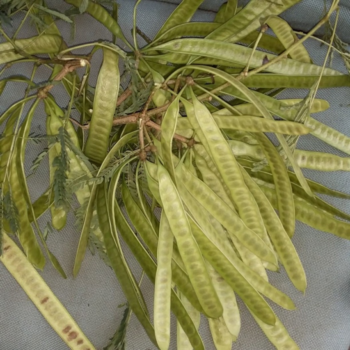 

asa457a Pete Cina / Lamtoroo Xa20X1