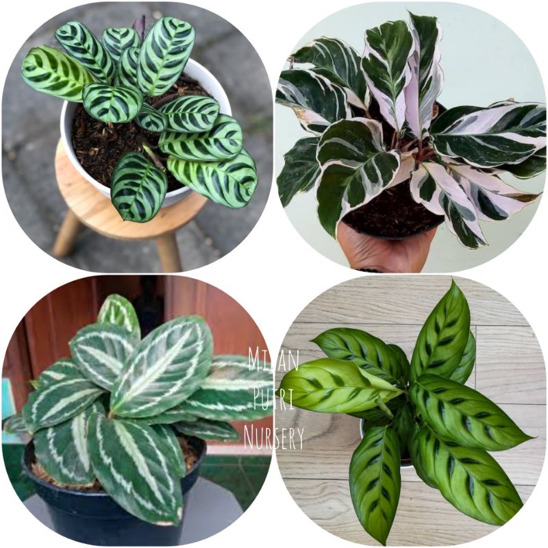 paket hemat 4 jenis Calathea - calathea semangka - calathea tisu - calathea bambu - calathea stromat