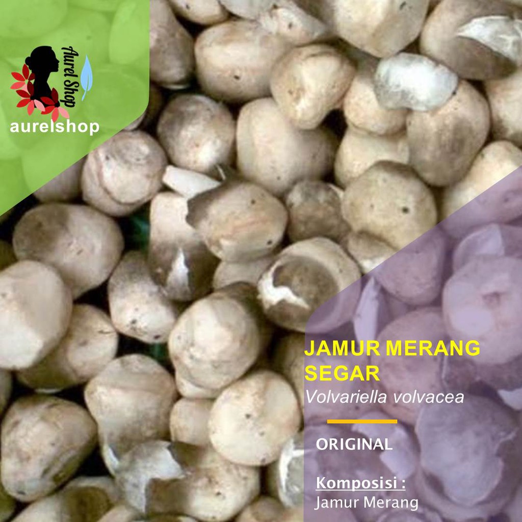 

Jamur Merang Segar Mushroom Fresh 1 kg