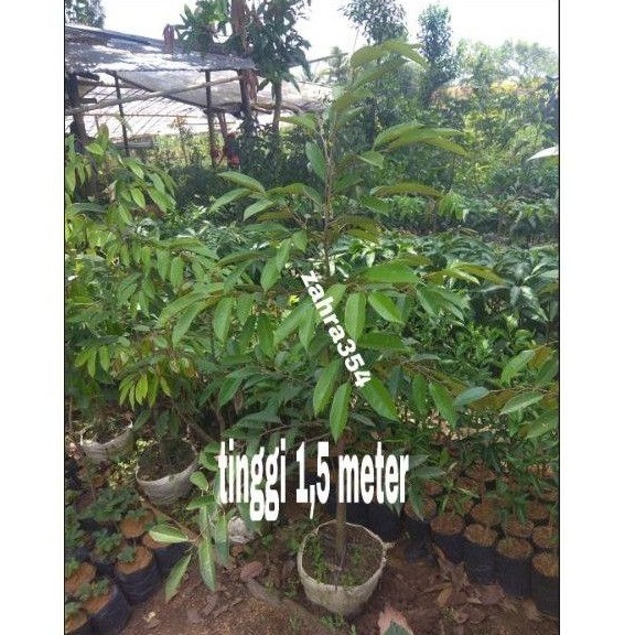 (DONGKELAN 1,5 METER) BIBIT DURIAN OCCHE / OCE / DURI HITAM
