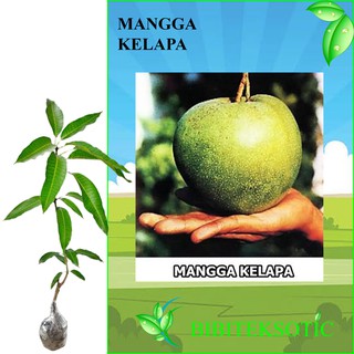 Jual Tanaman Mangga Kelapa Tinggi Cm Indonesia Shopee Indonesia