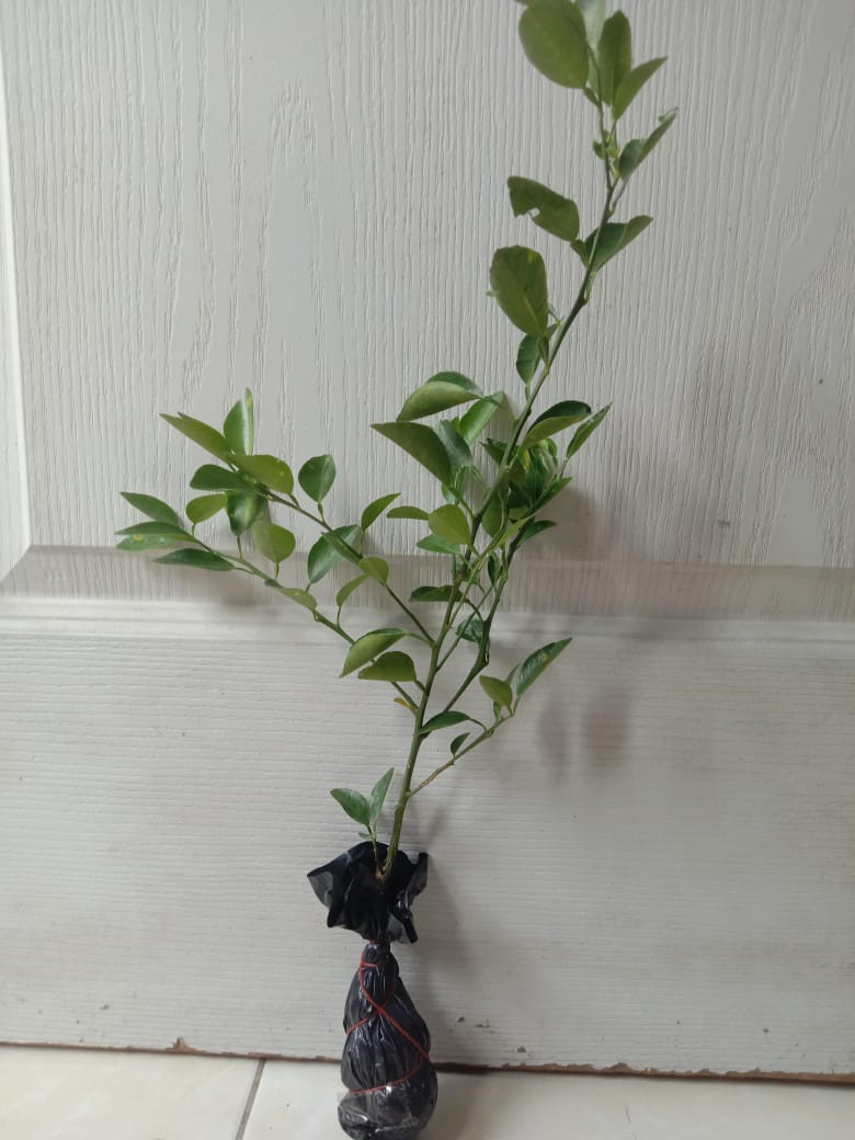 Bibit Buah Jeruk Limo / Limau