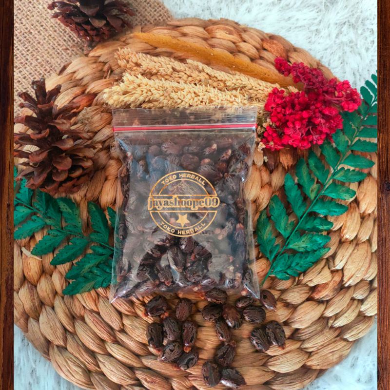 biji benih jarak merah (isi 80 biji bonus 5 biji) / bibit jarak merah / biji jarak