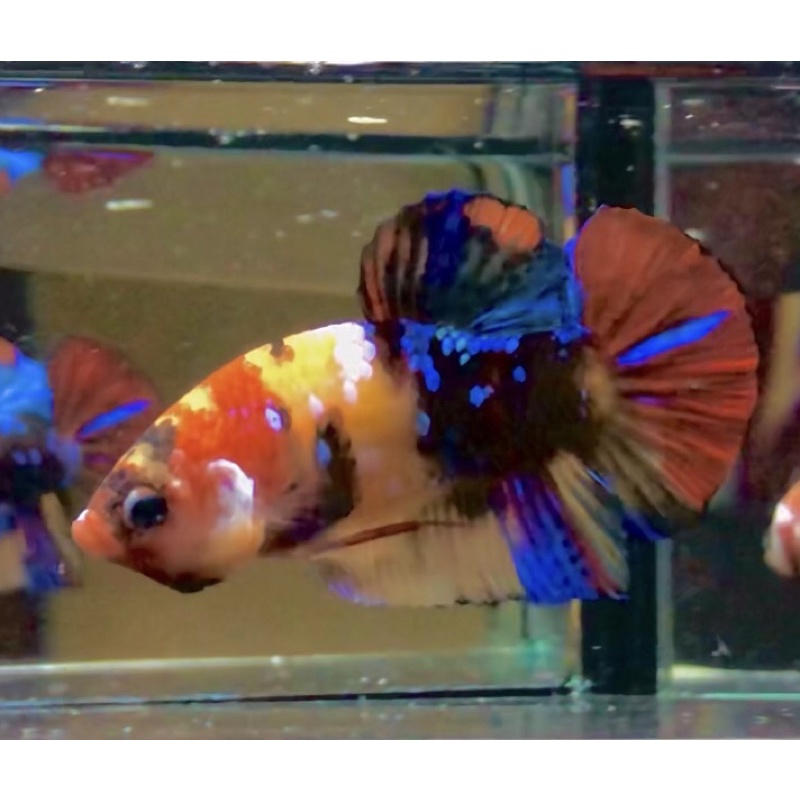 

CUPANG YELLOW BASE TOP GRADE