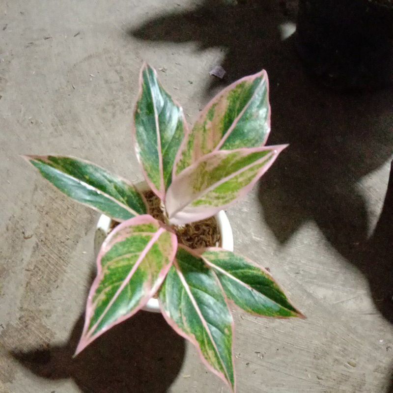 aglonema lipstik puding