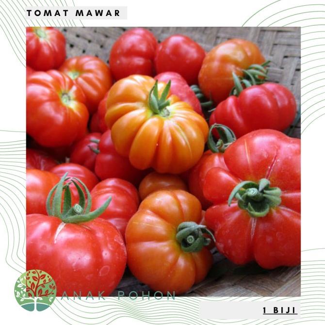 Benih / Bibit / Biji - Tomat Mawar Rewako F1 Hibrida Cap Panah Merah (10 biji) ANPN62 Berkualitas