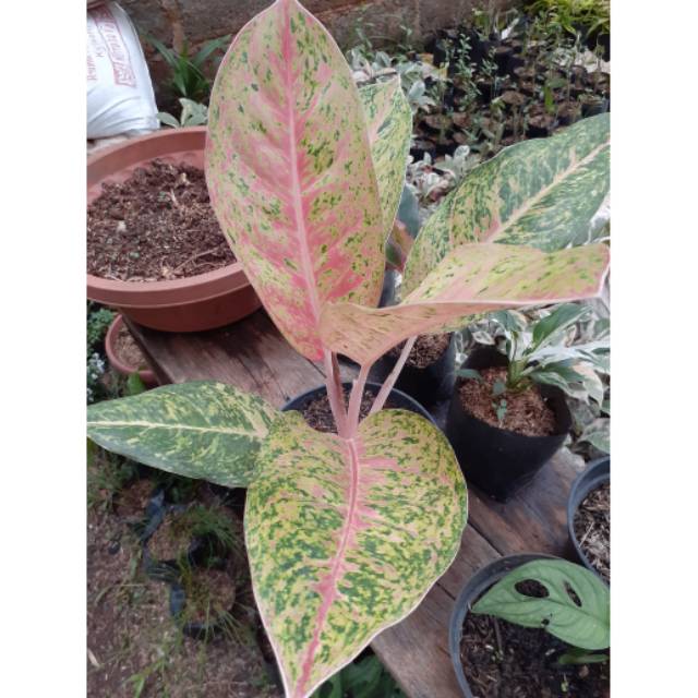 Tanaman Aglaonema Big roy - Aglonema Big Roy Remaja UP