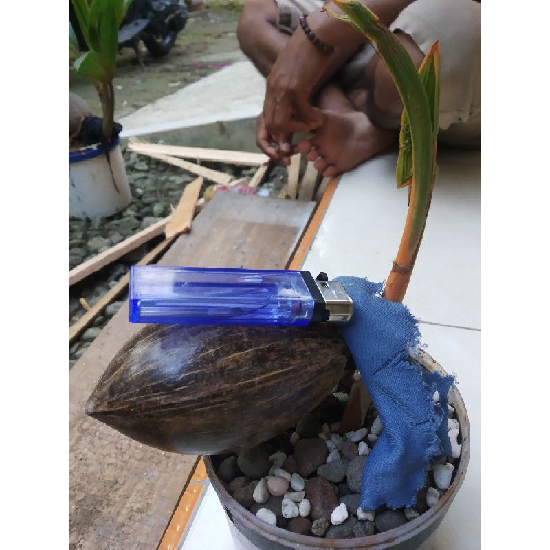 Bahan bonsai kelapa orange