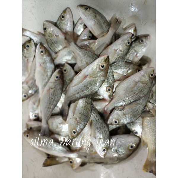 

Ikan gerit ikan fresh harian super Joss 1kg