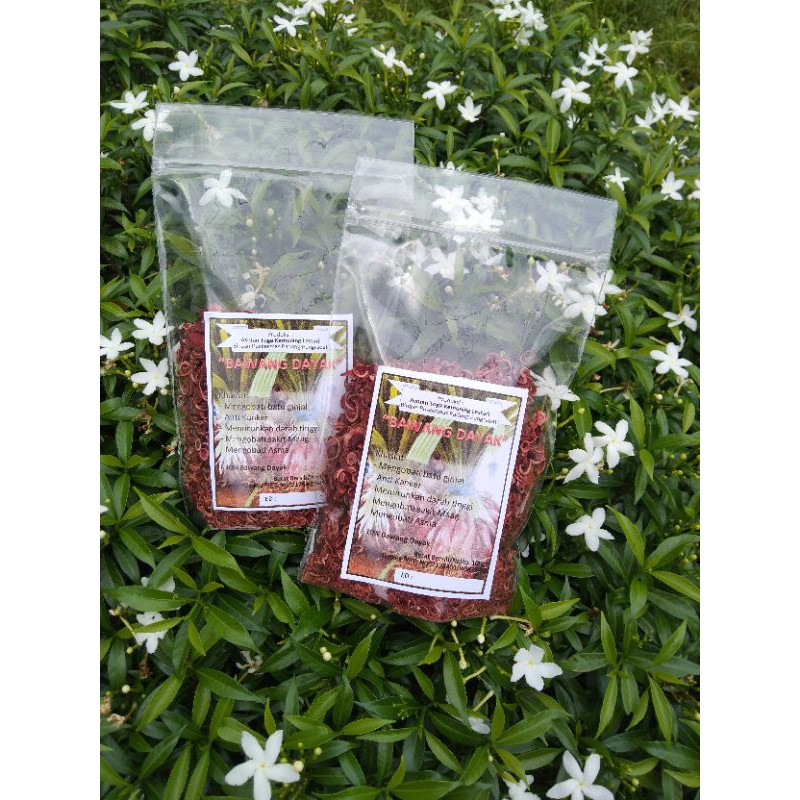 

Bawang Dayak 100gr Siap Seduh