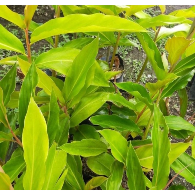 Bibit pohon kecombrang (Honje) Tanaman kecombrang