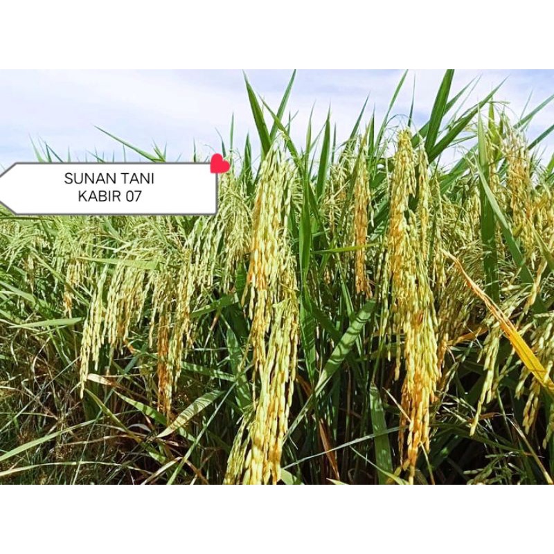 BIBIT PADI KABIR 07 5KG BARU