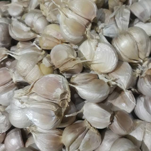 

Bawang Putih Kating