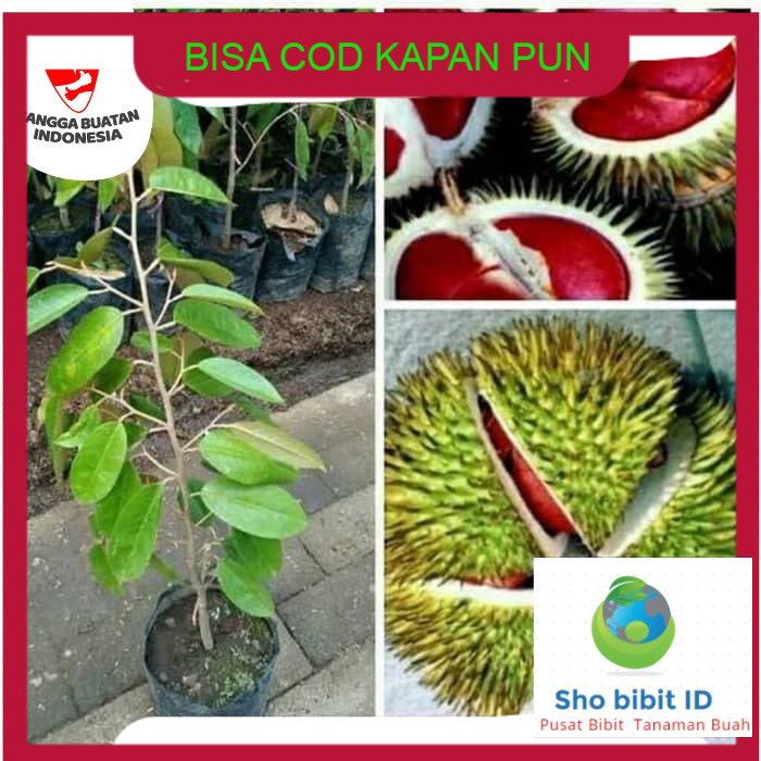 Bibit biji benih tanaman buah durian merah super tambulampot