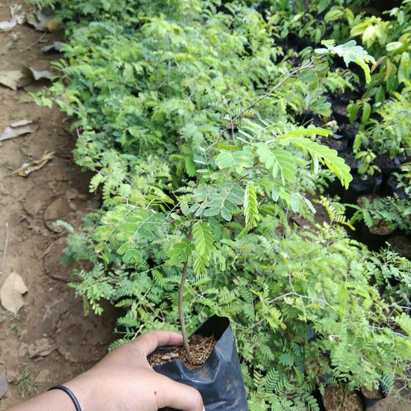 tanaman asem bibit bonsai pohon asem