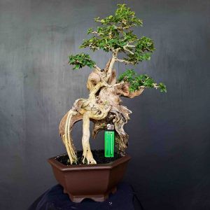 Pohon Bonsai  Sisir Kaliage