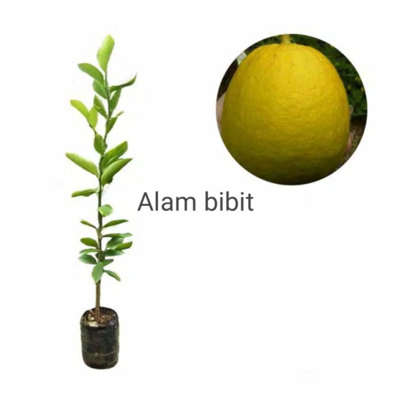 BIBIT LEMON JUMBO OKULASI (COCOK DI TANAM POT)