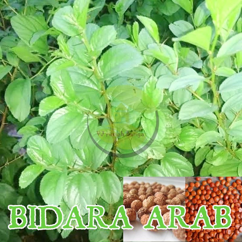 Benih Biji Pohon Bidara Arab sidr