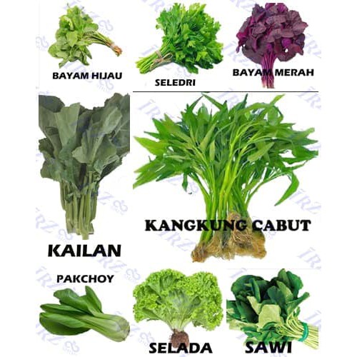 

Paket Benih Sayuran Daun