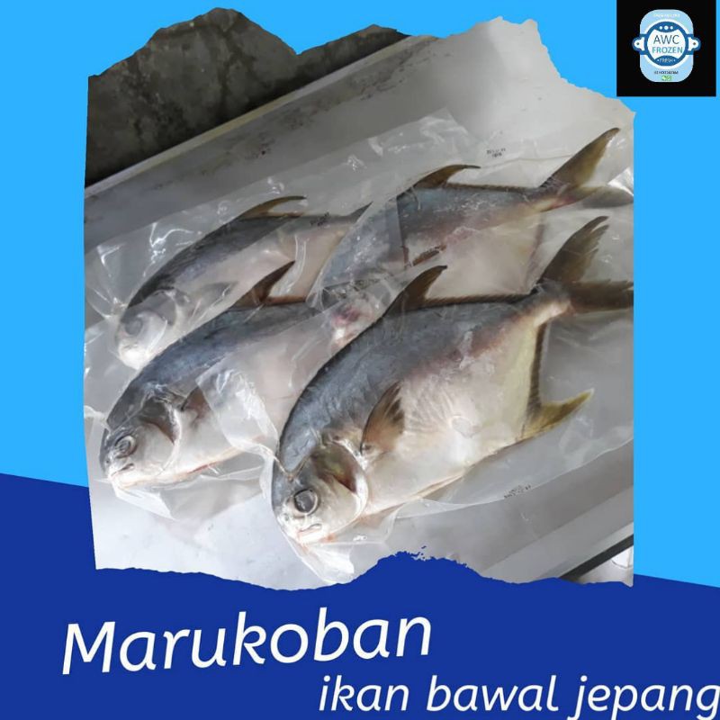 

Bawal Putih Jepang / Marukoban Siap Masak