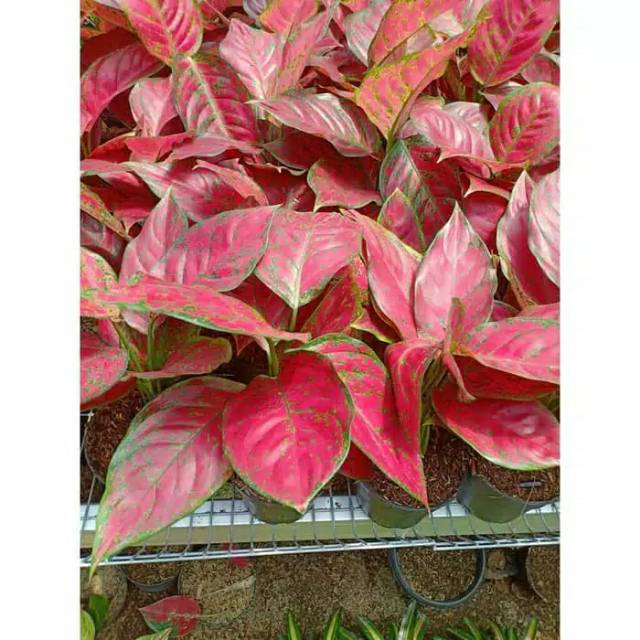 Tanaman Hias Aglaonema / Aglonema Red King - Pohon Aglonema Red King Murah