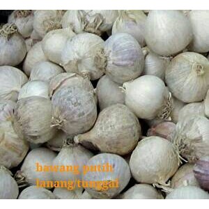 

bawang lanang / bawang putih tunggal