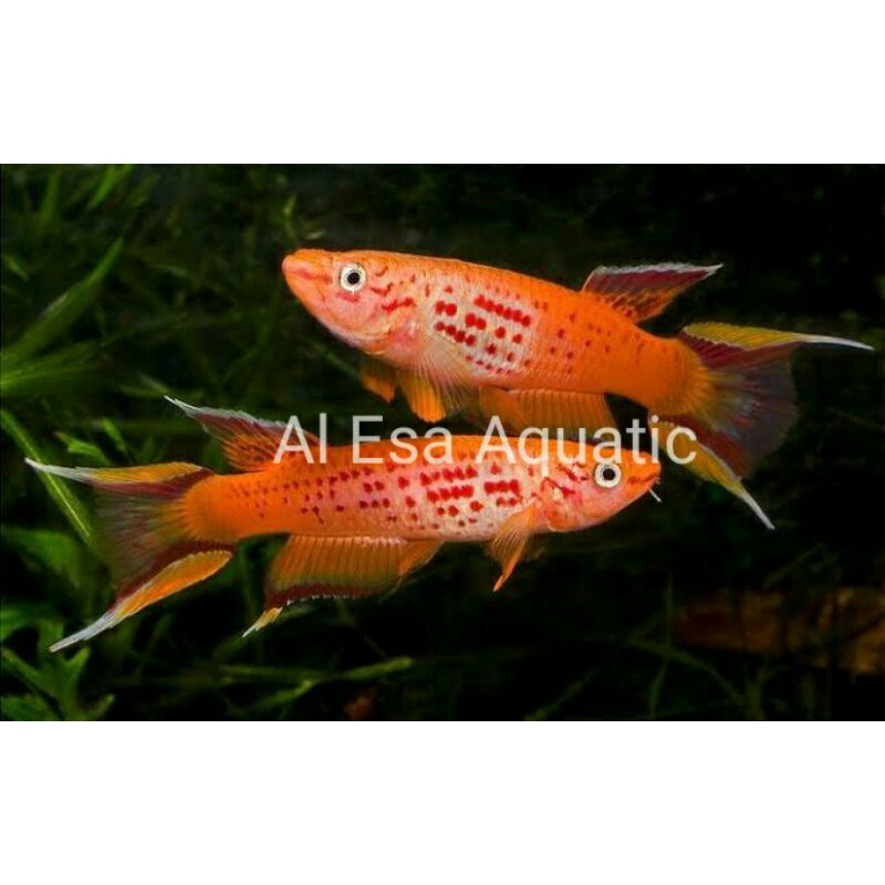 Killifish Aphyosemion Australe Orange Satu Pasang