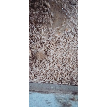 

magot