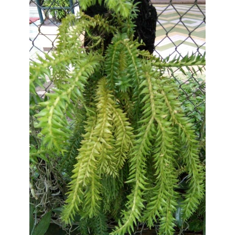 Bibit tanaman hias huperzia subur dengan media pakis lempeng