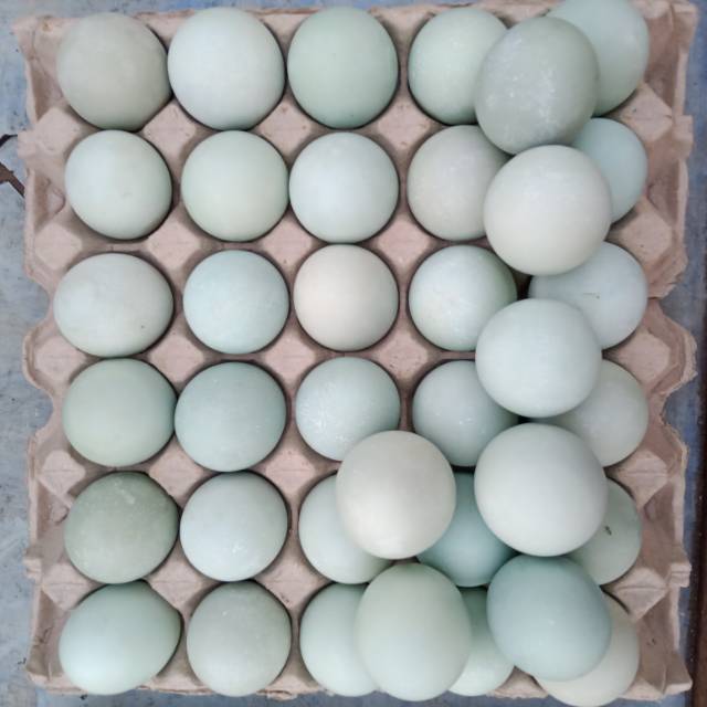 

Telur Asin Bekasi