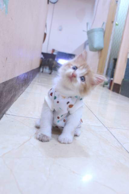 Baju katun motif polkadot lucu untuk kucing dan anjing / baju kucing murah size S M L XL