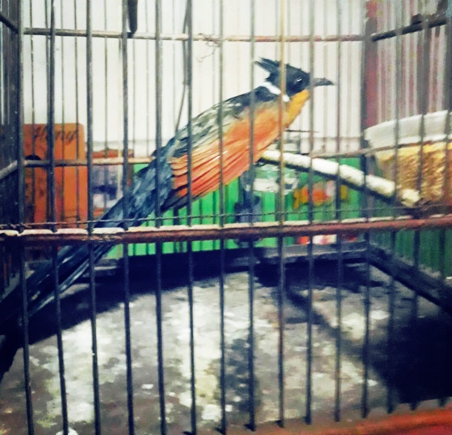 Jual Burung bubut pacar | Shopee Indonesia