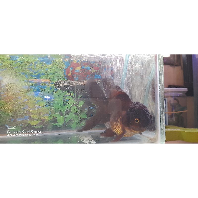 ikan koki oranda black jantan
