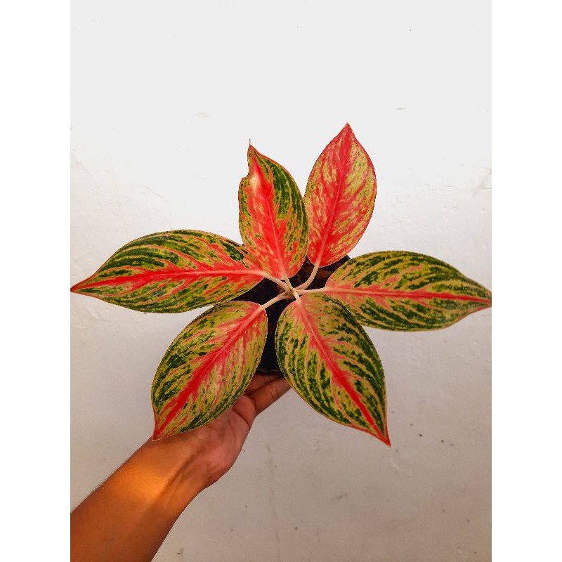 Tanaman hias bunga aglaonema aglonema golden sweet sunset legacy red