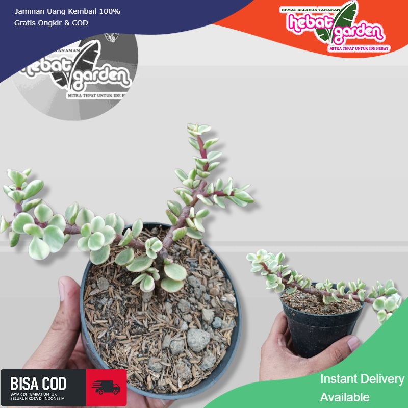 Portulacaria afra Variegata