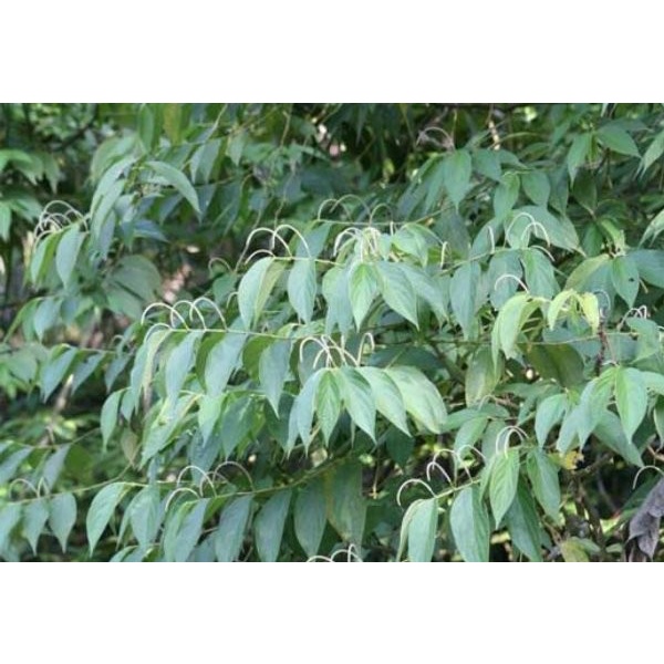 

Daun Sirih Sirihan atau Sirih Hutan 250gram - Fresh
