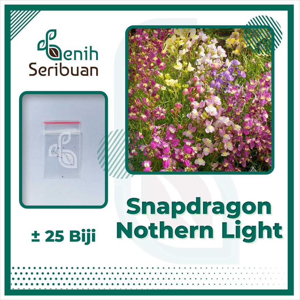 BS-BYL Bibit Bunga Benih Tanaman Bunga Hias Matahari Mawar Aster Vinca Krisan Telang Sunflower Krokot Lavender Marigold Zinnia-SNAPDRAGON NORTHERN