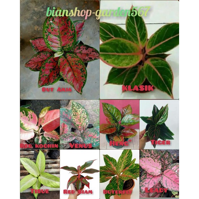 AGLONEMA PAKET 10 JENIS BUNGA AGLONEMA CANTIK TERMURAH √COD