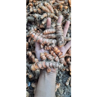 

REALPICT KUNIR KUNYIT PANEN SENDIRI 1kg