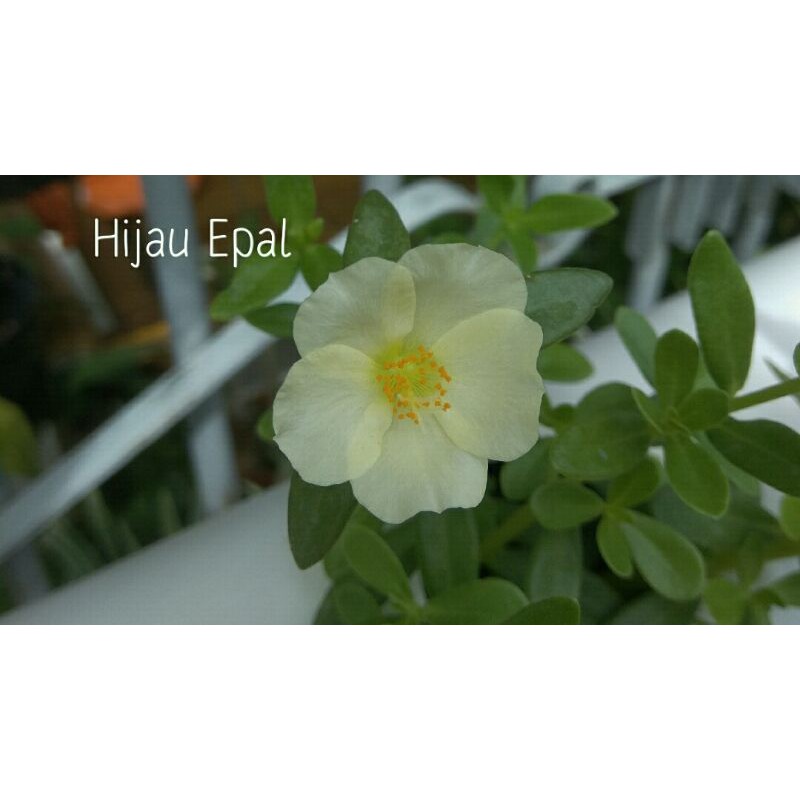 Krokot HIJAU EPAL Duna Series